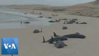 MelonHeaded Whales Die in Mass Stranding in Cape Verde [upl. by Pettiford423]