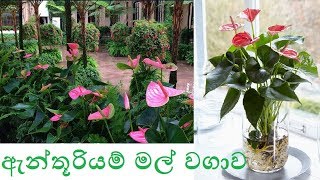 ඇන්තූරියම් මල් වගාකිරීම සඳහා උපදෙස් [upl. by Ayikat]