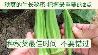 【秋葵种植】秋葵的生长秘密 把握最重要的2点 II 种秋葵的最佳时间 不要错过 [upl. by Healy]