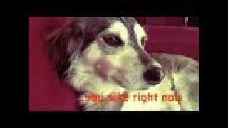 AutotuneDog EARRAPE [upl. by Nennek595]