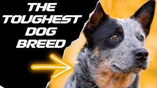 7 REASONS WHY THE BLUE HEELER IS THE TOUGHEST DOG BREED [upl. by Icam60]