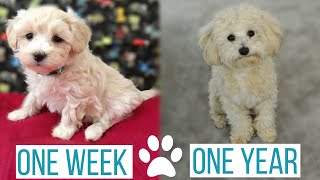 MALTIPOO PUPPY GROWING UP from 1 week to 1 year  Roscos Journey from Puppy to Full Grown [upl. by Graniela252]