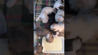 Havanese Puppies loving their first puppy meal [upl. by Cathlene]