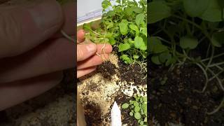 Soil Blocking for Winter Veggies [upl. by Anaujait]