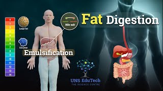 Fat Digestion and Emulsification  How Are Fats Lipids Digested [upl. by Samuela]