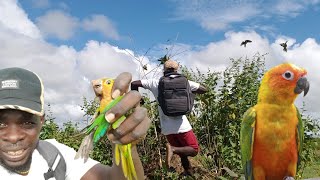 Best Parrots Catching Video How to Catch Parrots Easy Beze Hunting [upl. by Nosnek]