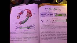 Muscular System 914 [upl. by Radnaskela753]