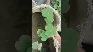 oxalis plant science biologyviral video youtubeshorts [upl. by Leis]