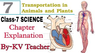 P2 Transportation in Animals and Plants  Class7 SCIENCE NCERT Chapter7 Explanation in हिंदी [upl. by Ylimme]