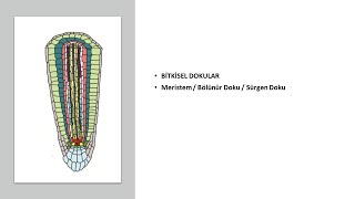 0057 BİTKİSEL DOKULAR VE MERİSTEM [upl. by Katy]