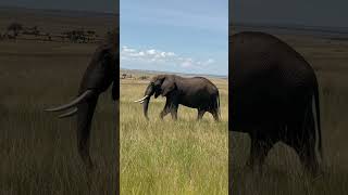 Éléphant sauvage du Kenya animals africa africa safari [upl. by Surtimed767]