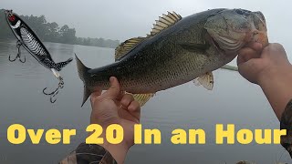 WHOPPER PLOPPER FRENZY Summer Topwater Bass Fishing [upl. by Yalhsa]