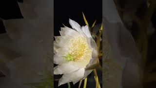 😘Brahma Kamal flower🔱 a night queen😍 Har Har Shambhu🙏 shorts [upl. by Josephson]