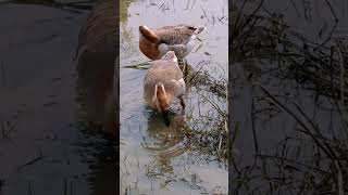 Swan natural activists swanbaby duck ducksfarm [upl. by Wallford300]