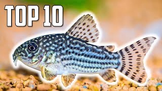 Top 10 Cory Catfish for Your Aquarium [upl. by Berglund]