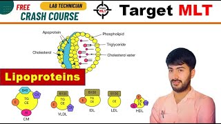 48 Lipoproteins HDL LDL VLDL chylomicron biochemistry AIIMS PGIMER DSSSB RML 2024 [upl. by Eanej]