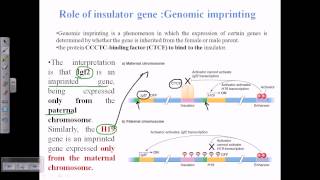 Genomic imprinting [upl. by Claudy135]