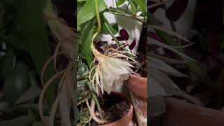 Night Blooming Cereus [upl. by Hcone349]