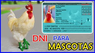 Sacamos su DNI a mi mascota GALLO CLAUDIO 𝗟𝗶𝗻𝗼 𝗘𝗹 𝗚𝗮𝗹𝗹𝗼 𝗖𝗼𝗻 𝗕𝗼𝘁𝗮𝘀 [upl. by Laure]