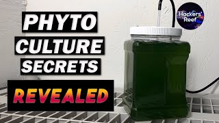 Phyto Culture  Learn About Growing Phytoplankton For Your Reef Tank [upl. by Annavoeg105]