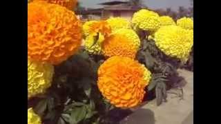 Indian Large Inca Marigold Flower [upl. by Schoening]