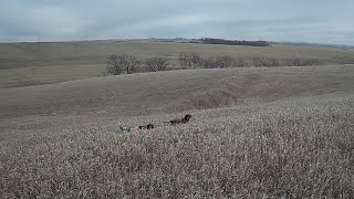 First Iowa Pheasant hunt of 2024  Small Munsterlander [upl. by Ira320]