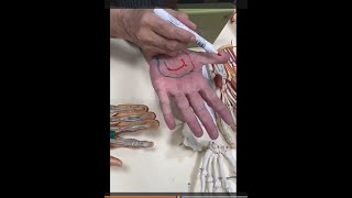 Arteries of upper limb and superficial and deep palmar arches [upl. by Bullen]