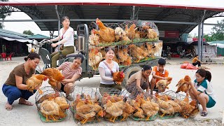 Use 3wheeled Vehicle Harvesting Many Chicken Goes To Market Sell  Take Care Animals [upl. by Arymas]