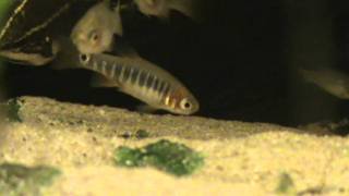 Emerald Dwarf Rasbora Microrasbora erythromicron for sale at Tyne Valley Aquatics [upl. by Alroi]