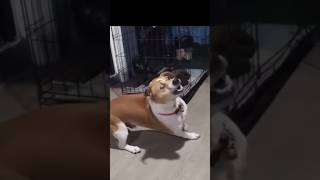 Ladai ka taiyari dog 🐕 💪🏻 🤪🤪 Funny dog doghutmujhebhipilade doglover [upl. by Aldrich]