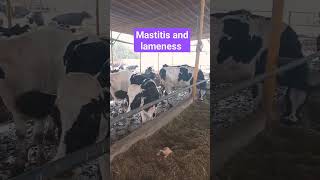 mastitis in cow safai dairyfarm hygiene safai lameness mastitis dairyfarm kissan milk [upl. by Trinidad]