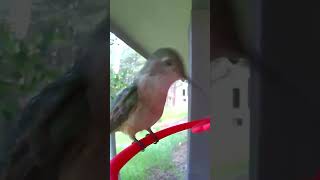 A BroadTailed hummingbird enjoying our feeder birds hummingbird nature wildlife [upl. by Licna]