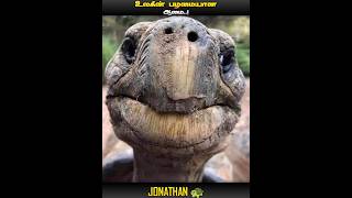 INTERESTING FACTS ABOUT WORLDS OLDEST JONATHAN TORTOISE  IN TAMIL  MIC LA SOLLU [upl. by Alysoun]