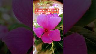 Flower 🌸 flowerplants plants gardening flowers shortsvideo [upl. by Eve]