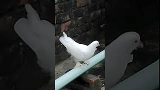 Pigeon breeding cross result  Pigeon Baby  Pigeon Lover  Pet Zone TV pigeon কবুতর [upl. by Ehcar]