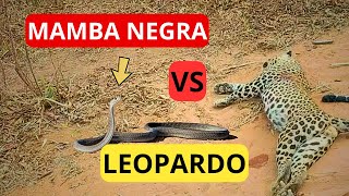 Leopardos Se Encuentran Mamba Negra Documental Completo en Español Supervivencia en la Naturaleza [upl. by Llorre201]