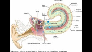 endolymph and endolymphatic hydrops  Fluid of inner ear Anatomy and physiology [upl. by Lebazi902]