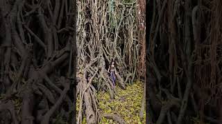 Balete tree  Philippines 🇵🇭 [upl. by Innig797]