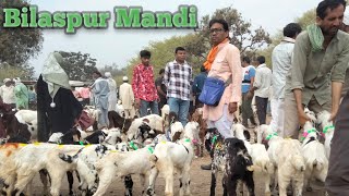 06 04 Bilaspur Bakra Mandi 2024 totapari Bakri ke bacche  totapari goat kids  totapari Bakra video [upl. by Esinek]