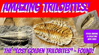 Amazing Trilobites The Lost Golden Trilobites Found Fossil Hunting and Fossil Collecting wChris [upl. by Mccoy]