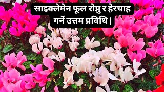 साइक्लेमेन फूल रोप्नु र हेरचाह गर्ने उत्तम प्रविधि  How To Grow And Care For Cyclamen Flowers [upl. by Mandeville]