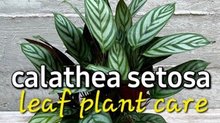 calathea setosa plant care video മലയാളം [upl. by Possing]