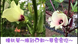 種秋葵 Okra 摘到手軟 要密密吃 一1次過種2款綠色紅色 [upl. by Seiden]