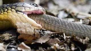 Warning Heres a King Cobra Swallowing Another Snake Whole [upl. by Penrose]