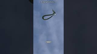 The Flying Snake l Natures Aerial Acrobat [upl. by Aicenat]