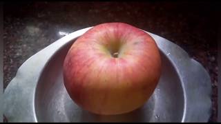 392 How to make apple peel fertilizer by gardening my charm [upl. by Chon]