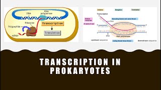 Transcription in Prokaryotes [upl. by Lesh]