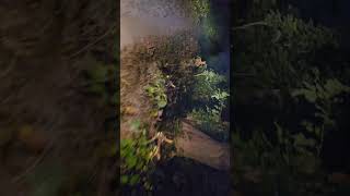 Tiger के इलाके ने Bike से Night Ride । Bike Night Ride In Tiger Territory । Elephant Area Night Ride [upl. by Weinstock227]