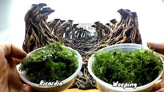 How to Install Moss Aquascape  Planting Moss  Bucephalandra [upl. by Zetrom]