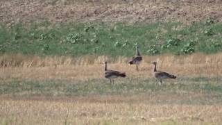 Flying Great Bustards  Vliegende Grote Trappen [upl. by Adalheid]